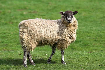 sheep