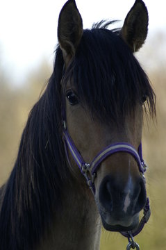 regard