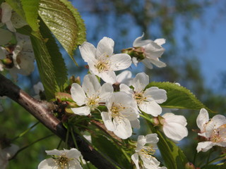 cerisier en fleurs