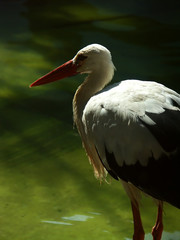 white stork