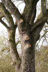 apfelbaum
