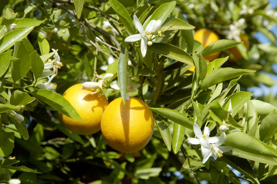 Orange Blossoms 3