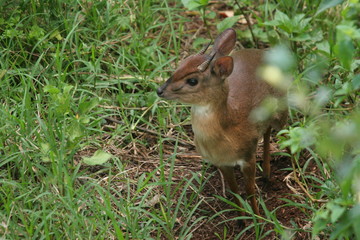 chitatunga de  face
