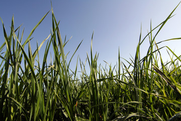 Fototapeta premium grass