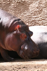 hippopotamus eating