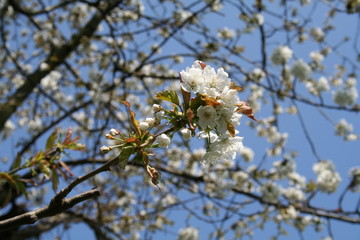 kirschblüte 4