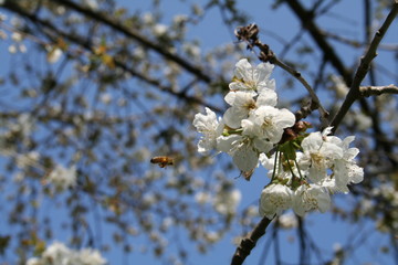 kirschblüte 2