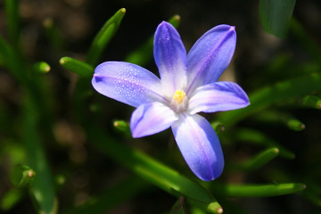 spring flowers in a garden.