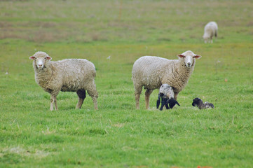 sheep grazing on the hillside
