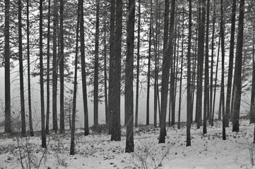 snowy forest in winter