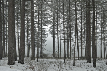Fototapeta na wymiar snowy forest in winter