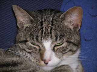 tigerkatze vor blau