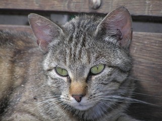 katze mit grünen augen