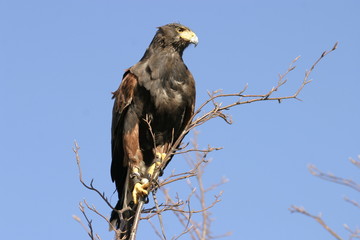 harris hawk resting on tree