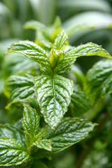 feuilles de menthe