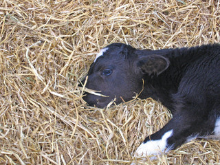 sleeping cow