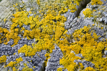 yellow lichen on wooden post - Powered by Adobe