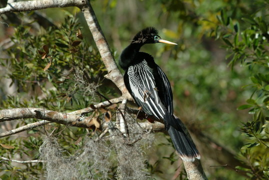aninga aninga