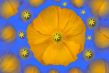 fleur de pavot jaune