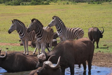 buffalo & zebra