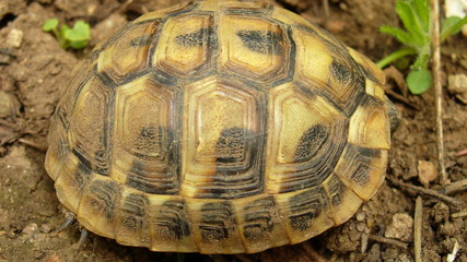 tortoise