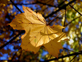 gold autumn leaves