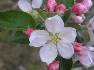 apfelblüte