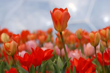 No drill light filtering roller blinds Tulip tulip field