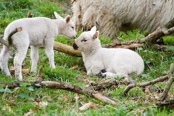 whispering lambs