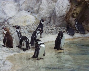 magellan pinguine