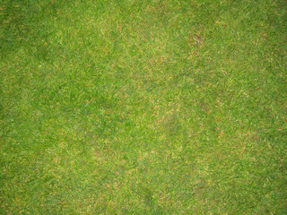 green grass football pitch texture in england