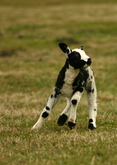 lonely sheep running