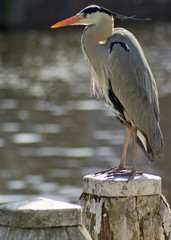 bird on post