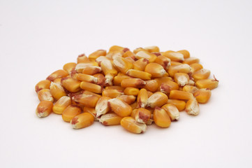 kernels of corn 2