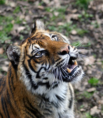 Fototapeta na wymiar Portret Tygrys syberyjski