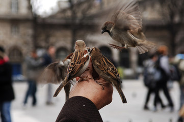 france, paris: notre dame, feeding the sparrows