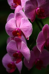 Obraz na płótnie Canvas orchidee w pozycyjne