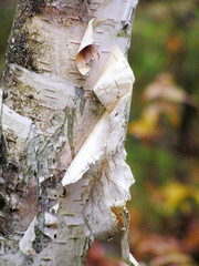 birch