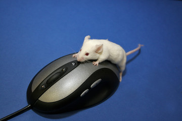 mouse using mouse