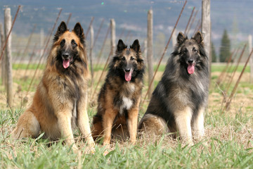 three tervuerens - belgian shepherds