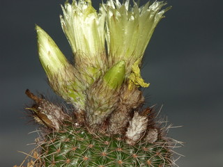 un cactus à fleurs jaunes