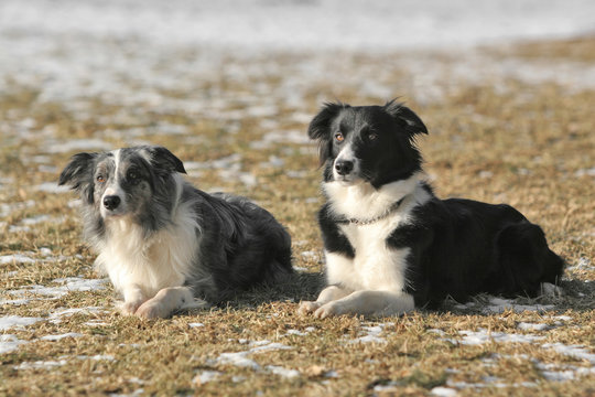 Two Border Collies