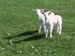 Fototapeta premium spring lambs