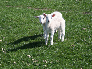 spring lambs