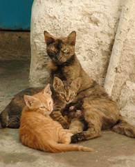 les chats de st jean d'acres