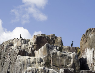 seabirds on guano covered cliff.