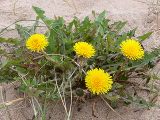 dandelions