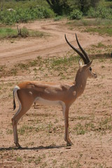 impala de face