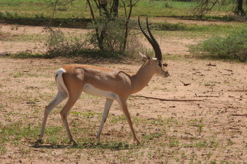 impala