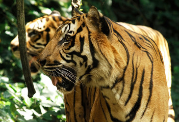 indonesia, sumatra: tiger